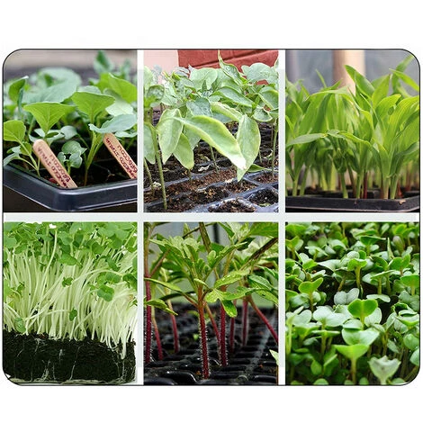 PETITES ECREVISSES Lot De 5 Mini Serre Pour Semis Bac à Semis De 24 Trous Avec Couvercle Pour Semis Et Germination 7 PETITES ECREVISSES Lot De 5 Mini Serre Pour Semis Bac à Semis De 24 Trous Avec Couvercle Pour Semis Et Germination – Image 5