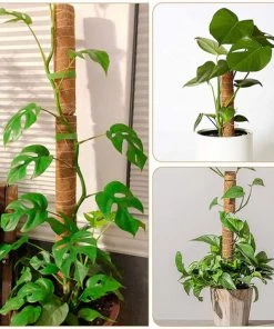 PETITES ECREVISSES Lot De 3 Tuteur Plante Grimpante Extendable En Coco De 30cm 11 PETITES ECREVISSES Lot De 3 Tuteur Plante Grimpante Extendable En Coco De 30cm -Accessoire de culture Soldes Boutique 55495978 5