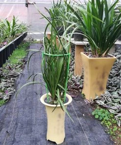 TANCYCO Support De Plantes De Jardin, Support De Plantes Support Fixe De Plantes Cages De Support De Plantes, Anneaux De Support De Plantes De Jardin Cadre D'Escalade, 14CM 1 Paquet -Accessoire de culture Soldes Boutique 55764195 4