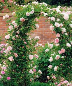 TANCYCO Supports De Plantes Grimpantes, Arche De Rose, Support De Plantes De Treillis De Jardin Pour La Décoration De Fête De Cérémonie De Mariage De Jardin En Plein Air, Métal Robuste, 2.4*1.4*0.38m, Noir -Accessoire de culture Soldes Boutique 55764209 3