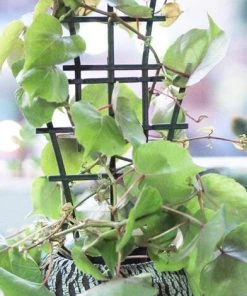 TANCYCO Supports De Plantes Grimpantes, Treillis De Jardin, Poteaux De Jardin, Support De Tige De Plante En Plastique Superposé, Outils De Cour Bricolage, 1 Paquet -Accessoire de culture Soldes Boutique 55764210 3