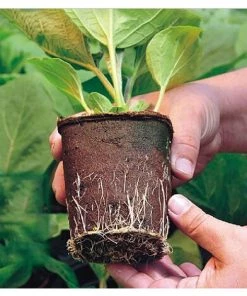 AIDUCHO Godet Semis, 10 Pots En Tourbe Pour Semis, Pépinière Pot, Pot De Semis, Godet Semis, Récipient De Germination Réutilisable, Ensemble De Culture Pour 120 Plants -Accessoire de culture Soldes Boutique 57747861 5