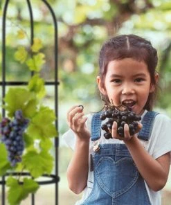 Relaxdays Trellis Obélisque, Lot De 2, 160 M De Hauteur, Plantes Grimpantes, En Métal, Stable, Tour Pour Rosier, Noir 10 Relaxdays Trellis Obélisque, Lot De 2, 160 M De Hauteur, Plantes Grimpantes, En Métal, Stable, Tour Pour Rosier, Noir -Accessoire de culture Soldes Boutique 58467466 4