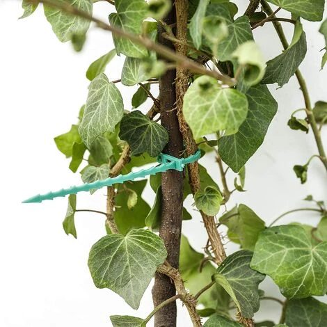 AIDUCHO Attaches De Plantes Réglable Attaches De Torsion En Plastique Flexible Attaches De Câble De Jardin Pour Aider à Soutenir Les Plantes, Vignes 22cm 50Pièces (Vert) 6 AIDUCHO Attaches De Plantes Réglable Attaches De Torsion En Plastique Flexible Attaches De Câble De Jardin Pour Aider à Soutenir Les Plantes, Vignes 22cm 50Pièces (Vert) – Image 4
