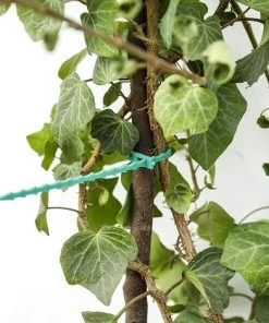 AIDUCHO Attaches De Plantes Réglable Attaches De Torsion En Plastique Flexible Attaches De Câble De Jardin Pour Aider à Soutenir Les Plantes, Vignes 22cm 10Pièces (Vert) 9 AIDUCHO Attaches De Plantes Réglable Attaches De Torsion En Plastique Flexible Attaches De Câble De Jardin Pour Aider à Soutenir Les Plantes, Vignes 22cm 10Pièces (Vert) -Accessoire de culture Soldes Boutique 58489726 4