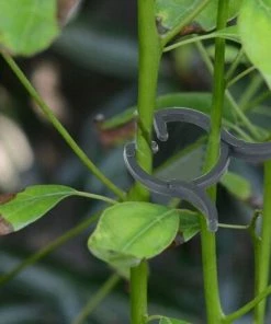 CHANCEY 200 Pièces Clips De Plantes De Jardin,SEMAket Tiges Fleurs Durables Clips De Support De Vigne Poussent Des Accessoires D'Outil De Fixation De Jardin D'escalade Verticale (20mm) 9 CHANCEY 200 Pièces Clips De Plantes De Jardin,SEMAket Tiges Fleurs Durables Clips De Support De Vigne Poussent Des Accessoires D'Outil De Fixation De Jardin D'escalade Verticale (20mm) -Accessoire de culture Soldes Boutique 58805925 3