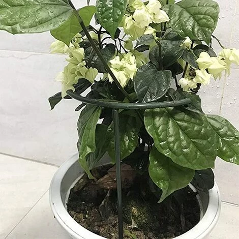 GUAZHUNIFR Lot De 12 Tuteurs Semi-circulaires Pour Plantes En Pot, Treillis Grimpant Pour Plante Grimpante Monstera, Serpent Et Rose,GU.B/bon 4 GUAZHUNIFR Lot De 12 Tuteurs Semi-circulaires Pour Plantes En Pot, Treillis Grimpant Pour Plante Grimpante Monstera, Serpent Et Rose,GU.B/bon – Image 2