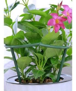 GUAZHUNIFR Lot De 12 Tuteurs Semi-circulaires Pour Plantes En Pot, Treillis Grimpant Pour Plante Grimpante Monstera, Serpent Et Rose,GU.B/bon 10 GUAZHUNIFR Lot De 12 Tuteurs Semi-circulaires Pour Plantes En Pot, Treillis Grimpant Pour Plante Grimpante Monstera, Serpent Et Rose,GU.B/bon -Accessoire de culture Soldes Boutique 58966221 4