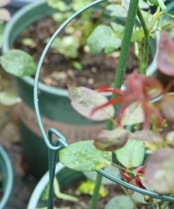 PERLE RARE Lot De 5 Supports Pour Plantes De Jardin, Demi-ronds Pour Tomates, Pivoines, Hortensias, Vignes, Fleurs Grimpantes D'intérieur Et D'extérieur (25 X 40 Cm) -Accessoire de culture Soldes Boutique 59968167 3