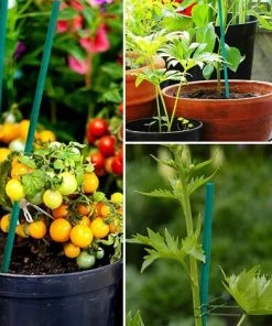 PERLE RARE Lot De 50 38 Cm Tuteurs Verts Pour Plantes De Pour Le Jardin 11 PERLE RARE Lot De 50 38 Cm Tuteurs Verts Pour Plantes De Pour Le Jardin -Accessoire de culture Soldes Boutique 59968774 5