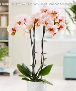 DENUOTOP Tuteurs Pour Plantes Clips Pour Plantes 60 PCS Extra Large Clips Pour Plantes Clip Stable Pour Sécuriser Les Plantes Supporte La Plantation (30 Grands + 30 Petits) 11 DENUOTOP Tuteurs Pour Plantes Clips Pour Plantes 60 PCS Extra Large Clips Pour Plantes Clip Stable Pour Sécuriser Les Plantes Supporte La Plantation (30 Grands + 30 Petits) -Accessoire de culture Soldes Boutique 60007741 5