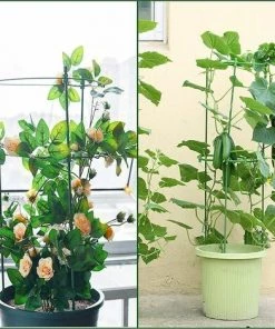 Tuteurs Pour Plantes Grimpantes 45 Cm Avec 3 Anneaux De Support Réglables LITZEE Lot De 3 Accessoires 11 Tuteurs Pour Plantes Grimpantes 45 Cm Avec 3 Anneaux De Support Réglables LITZEE Lot De 3 Accessoires -Accessoire de culture Soldes Boutique 60479845 5