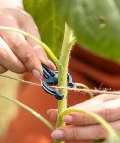 ZOLGINAH Clips Pour Attacher Les Plantes: 50 Clips Vert Pour Plantes Taille M - Aide à L'escalade Des Plantes Grimpantes Sur Tuteur Spirale Ou Piquet Bambou - Clips Pour Le Jardinage Et Le Potager -Accessoire de culture Soldes Boutique 60578311 5