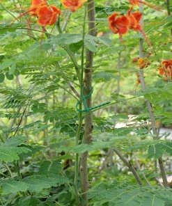 BAICCCF 50 Pièces Lien Pour Végétaux 17 Cm Attache Torsadée Flexible De Jardin, Attaches Zippées Réutilisables Pour Soutenir La Plante, Attaches De Jardin Réglables, Attaches De Câble Multifonctions En Forme D'os De Poisson -Accessoire de culture Soldes Boutique 60740551 5