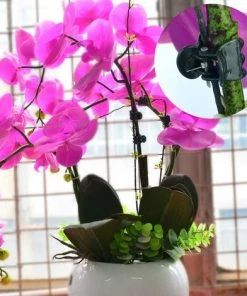 BAICCCF Tuteur Pour Végétaux 100 Pcs Greffoir Et Pince à Greffer, Clips D'Orchidées Clips De Support D'Orchidée Pour Plantes Clips De Fleurs Et De Vigne Pour Soutenir Les Tiges De Vignes Vert Foncé -Accessoire de culture Soldes Boutique 60740567 3