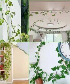 BAICCCF Tuteur Pour Végétaux Greffoir Et Pince à Greffer 30 Pcs Plante Escalade Mur Fixation Clip Auto-Adhésif Crochet Vignes Traction Invisible Stand Feuille Verte Plante Clip Mur Clip Plante Clip Pour Plantes Grimpantes -Accessoire de culture Soldes Boutique 60740696 5