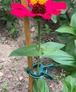 BAICCCF 80 PCS Greffoir Et Pince à Greffer Clips De Plantes Clips Pour Cage De Tomate, Tomates Clips Clips De Support De Plantes Pour Piquets De Bambou, Plantes Grimpantes, Vignes 11 BAICCCF 80 PCS Greffoir Et Pince à Greffer Clips De Plantes Clips Pour Cage De Tomate, Tomates Clips Clips De Support De Plantes Pour Piquets De Bambou, Plantes Grimpantes, Vignes -Accessoire de culture Soldes Boutique 60740853 5