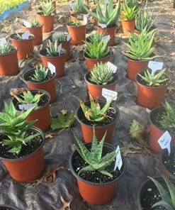 BAICCCF 100 Etiquette Pour Plante De Type T Pour Plantes De 6 X 10 Cm 10 BAICCCF 100 Etiquette Pour Plante De Type T Pour Plantes De 6 X 10 Cm -Accessoire de culture Soldes Boutique 60740990 5