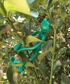 FR-LIFE Cadres De Câbles Végétaux Tree Travaux Décoratifs De Grenouille Cravates De Jardin De Grenouilles Pour Plantes Support De Jardinage Fournitures De Jardinage 10pcs, Vert BR-Vie -Accessoire de culture Soldes Boutique 60878290 5