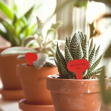 LangRay 100 étiquettes De Plantes De Type T étiquettes De Jardin Rouges étiquettes Marqueurs De Plantes En Plastique Pour Herbes 5 X 7 Cm 6 LangRay 100 étiquettes De Plantes De Type T étiquettes De Jardin Rouges étiquettes Marqueurs De Plantes En Plastique Pour Herbes 5 X 7 Cm – Image 4