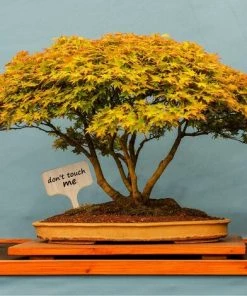 MEZHENG 30 Pcs Bambou Plante Étiquettes De Plantes En Bambou D'étiquette En Bois Marqueurs De Type T Pour Jardin Plantes En Pot Accessoires À Effet De Serre - 10 X 6 Cm -Accessoire de culture Soldes Boutique 61309594 4