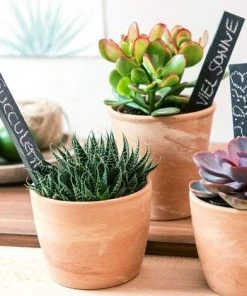 MEZHENG Étiquettes En Ardoise Pour Plantes, Légumes Ou Herbes 15 X 2 Cm 10 MEZHENG Étiquettes En Ardoise Pour Plantes, Légumes Ou Herbes 15 X 2 Cm -Accessoire de culture Soldes Boutique 61309602 4