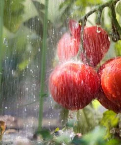 Relaxdays Tuteur Pour Tomates, Plantes Grimpantes, Lot De 6, Métal & Plastique, 3 Anneaux Réglables, Hauteur 76 cm, Vert -Accessoire de culture Soldes Boutique 61314078 4