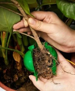 ZOLGINAH Boîte D'Enracinement De Plante Balle De Propagation Boîte à Racines De Plantes De Jardin Assistée Par Dispositif De Greffage Contrôleur De Racine De Coupe Et De Racine Botanique, S, Vert (20 Pièces) 10 ZOLGINAH Boîte D'Enracinement De Plante Balle De Propagation Boîte à Racines De Plantes De Jardin Assistée Par Dispositif De Greffage Contrôleur De Racine De Coupe Et De Racine Botanique, S, Vert (20 Pièces) -Accessoire de culture Soldes Boutique 63586557 4