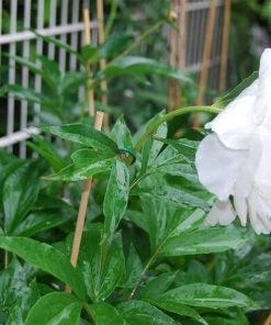 SLBRILLèRE Canne De Bambou 100 Pieces Jardin De Canne Piquet De Jardin Baton De Bambou Support De Plante De Bâtons Support Végétal De Bricolage Bâtons(3mm*20CM) -Accessoire de culture Soldes Boutique 63665684 3