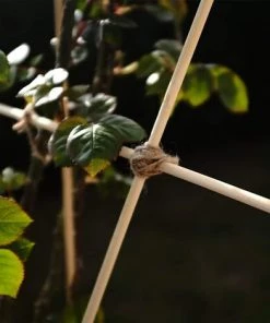 SLBRILLèRE Canne De Bambou 100 Pieces Jardin De Canne Piquet De Jardin Baton De Bambou Support De Plante De Bâtons Support Végétal De Bricolage Bâtons(3mm*20CM) -Accessoire de culture Soldes Boutique 63665684 4