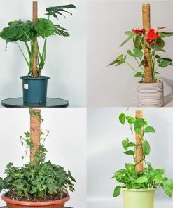 ZOLGINAH 4 Pièces Tuteur Plante Grimpante 40cm, Piquets De Jardin En Coco Pour Plante, Tuteur Monstera, Avec Des étiquettes En Bambou Pour Plantes D'extérieur X50, Et Des Attaches De Jardin X 20m. -Accessoire de culture Soldes Boutique 63685818 5