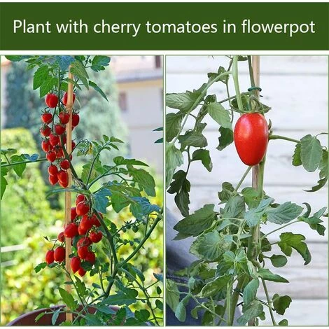 ZOLGINAH Piquets En Bambou épais Naturel Piquets De Jardin Cannes De Bambou Pour Le Soutien Des Plantes. 40 CM 6 ZOLGINAH Piquets En Bambou épais Naturel Piquets De Jardin Cannes De Bambou Pour Le Soutien Des Plantes. 40 CM – Image 4