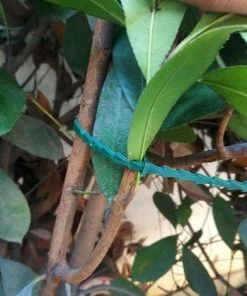 MEZHENG 50Pcs Plante De Jardin Réglable Twist Liens Souples En Plastique Twist Attaches De Câbles Pour Le Jardin Usine Fastener Arrimage (Vert) -Accessoire de culture Soldes Boutique 64119214 4