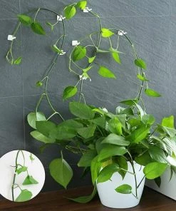 ARC-EN-CIéL Clips De Support Plante Grimpante 100 Pcs Clips De Vigne Auto-adhésifs Crochet Plante Mur Vigne Invisible Fixateur Mural Support Pour Plantes Blanc Pour Jardin Vignes Organisation Des Fils-PP, Arcenciél 8 ARC-EN-CIéL Clips De Support Plante Grimpante 100 Pcs Clips De Vigne Auto-adhésifs Crochet Plante Mur Vigne Invisible Fixateur Mural Support Pour Plantes Blanc Pour Jardin Vignes Organisation Des Fils-PP, Arcenciél -Accessoire de culture Soldes Boutique 64127724 2