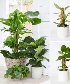 HEGUYEY 2 Pièces Tuteur Plante,Tuteur Coco, Poteau De Coco, Bâton De Coco Pour La Maison Jardin Plante Grimpantes Extension De Support De Plante 8 HEGUYEY 2 Pièces Tuteur Plante,Tuteur Coco, Poteau De Coco, Bâton De Coco Pour La Maison Jardin Plante Grimpantes Extension De Support De Plante -Accessoire de culture Soldes Boutique 64148212 3