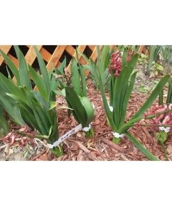 200 Étiquettes En Plastique Blanches Pour Plantes Et Arbres Pour Accrocher 2 X 20 Cm Avec Grande Surface D'écriture Blanc 56Vingt -Accessoire de culture Soldes Boutique 64938276 5