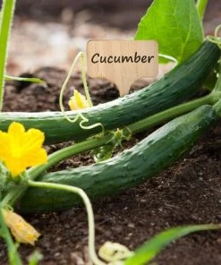 OSQI Lot De 24 étiquettes De Plantes En Bambou Respectueuses De L'environnement En Forme De T Pour Plantes, Graines, Fleurs, Légumes (10 X 6 Cm) -Accessoire de culture Soldes Boutique 65501106 5