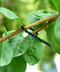 READCLY-50 Pièce Attache Et Soutien Réglable Pour Plantes, 170 Mm X 8 Mm Vert Foncé -Accessoire de culture Soldes Boutique 65598796 5