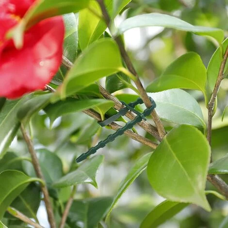 READCLY-Attaches De Plantes Réglable Attaches De Torsion En Plastique Flexible Attaches De Câble De Jardin Pour Aider à Soutenir Les Plantes, Vignes 17cm 100 Pièces (Vert Foncé) 4 READCLY-Attaches De Plantes Réglable Attaches De Torsion En Plastique Flexible Attaches De Câble De Jardin Pour Aider à Soutenir Les Plantes, Vignes 17cm 100 Pièces (Vert Foncé) – Image 2