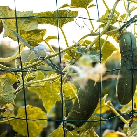 READCLY-Attaches De Plantes Réglable Attaches De Torsion En Plastique Flexible Attaches De Câble De Jardin Pour Aider à Soutenir Les Plantes, Vignes 17cm 100 Pièces (Vert Foncé) 6 READCLY-Attaches De Plantes Réglable Attaches De Torsion En Plastique Flexible Attaches De Câble De Jardin Pour Aider à Soutenir Les Plantes, Vignes 17cm 100 Pièces (Vert Foncé) – Image 4