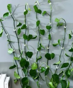 MEZHENG Plante Grimpante Support Clips 50 Pcs Crochet Fixateur Mural Auto-adhésif Support Pour Plantes Grimpantes Décoration De La Maison 8 MEZHENG Plante Grimpante Support Clips 50 Pcs Crochet Fixateur Mural Auto-adhésif Support Pour Plantes Grimpantes Décoration De La Maison -Accessoire de culture Soldes Boutique 66092224 2