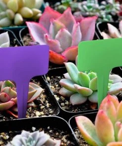 PESCE 100 étiquettes En Plastique Pour Plantes, étiquette En T Réutilisable Avec Marqueurs, étiquettes Pour Plantes De Jardin 2,35 X 3,95 Pouces (environ 6 X 10 Cm) 11 PESCE 100 étiquettes En Plastique Pour Plantes, étiquette En T Réutilisable Avec Marqueurs, étiquettes Pour Plantes De Jardin 2,35 X 3,95 Pouces (environ 6 X 10 Cm) -Accessoire de culture Soldes Boutique 66263919 5