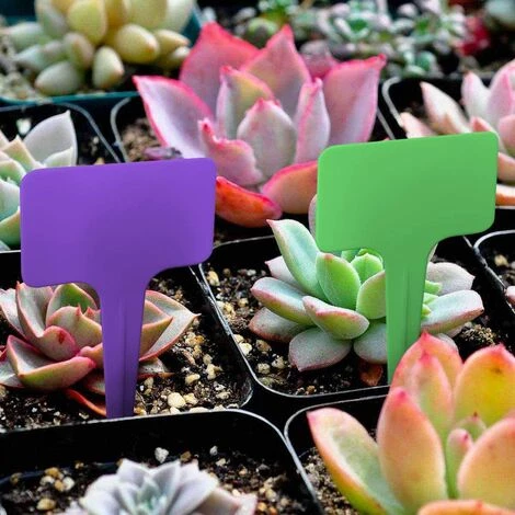 PESCE 100 étiquettes En Plastique Pour Plantes, étiquette En T Réutilisable Avec Marqueurs, étiquettes Pour Plantes De Jardin 2,35 X 3,95 Pouces (environ 6 X 10 Cm) 7 PESCE 100 étiquettes En Plastique Pour Plantes, étiquette En T Réutilisable Avec Marqueurs, étiquettes Pour Plantes De Jardin 2,35 X 3,95 Pouces (environ 6 X 10 Cm) – Image 5