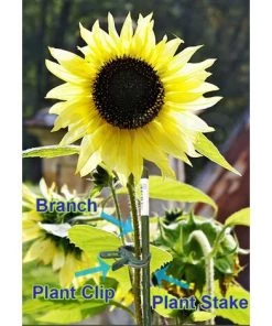 PESCE Pinces De Préhension à Boucle De Levier Pour Plantes Et Fleurs De Jardinage Vert Doux, Outil Pour Soutenir Ou Redresser Les Tiges De Plantes, Les Tiges Et Les Vignes 9 PESCE Pinces De Préhension à Boucle De Levier Pour Plantes Et Fleurs De Jardinage Vert Doux, Outil Pour Soutenir Ou Redresser Les Tiges De Plantes, Les Tiges Et Les Vignes -Accessoire de culture Soldes Boutique 66264027 3