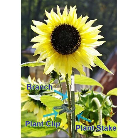 PESCE Pinces De Préhension à Boucle De Levier Pour Plantes Et Fleurs De Jardinage Vert Doux, Outil Pour Soutenir Ou Redresser Les Tiges De Plantes, Les Tiges Et Les Vignes 5 PESCE Pinces De Préhension à Boucle De Levier Pour Plantes Et Fleurs De Jardinage Vert Doux, Outil Pour Soutenir Ou Redresser Les Tiges De Plantes, Les Tiges Et Les Vignes – Image 3