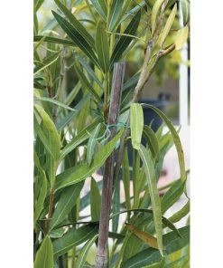 MèREÉTERNEL Liens De Jardinage Pour Ligatures, Rouleau De Lien Plastique Armé 30M, Dévidoir + Coup Fil Intégré - Facile à Nouer, Permet D'attacher Et Maintenir Vos Plantes Structurées Ternel -Accessoire de culture Soldes Boutique 66338666 3