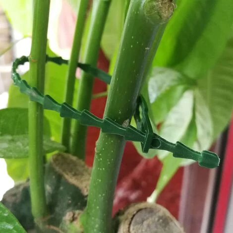 160 Pcs Attache De Plante Liens Réglables De Jardinage, Attache Et Soutien Pour Plantes, Aider à Soutenir Les Plantes Et Arbuste, Attaches De Torsion En Plastique Flexible (3 Tailles),Adélala 7 160 Pcs Attache De Plante Liens Réglables De Jardinage, Attache Et Soutien Pour Plantes, Aider à Soutenir Les Plantes Et Arbuste, Attaches De Torsion En Plastique Flexible (3 Tailles),Adélala – Image 5