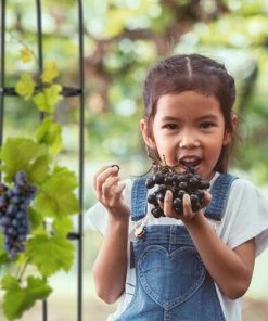 Relaxdays Tuteur à Tomates En Lot De 2, Support Pour Plantes Grimpantes, Acier, Non Fixe, 200 Cm De Haut, Noir 10 Relaxdays Tuteur à Tomates En Lot De 2, Support Pour Plantes Grimpantes, Acier, Non Fixe, 200 Cm De Haut, Noir -Accessoire de culture Soldes Boutique 67434727 4