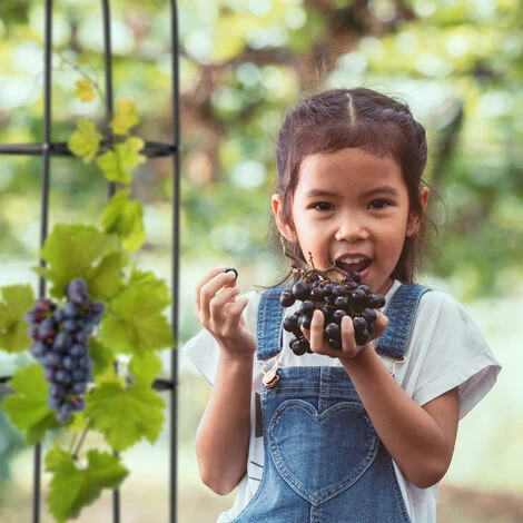 Relaxdays Tuteur à Tomates En Lot De 2, Support Pour Plantes Grimpantes, Acier, Non Fixe, 200 Cm De Haut, Noir 6 Relaxdays Tuteur à Tomates En Lot De 2, Support Pour Plantes Grimpantes, Acier, Non Fixe, 200 Cm De Haut, Noir – Image 4