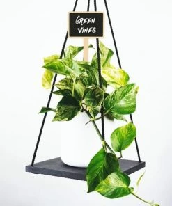 ENLENK 20 Pcs Bois Plantes Étiquettes Noir Conseil Plantes Marqueurs Étiquettes Jardin Étiquettes Taille: Polygone Couleur Noir -Accessoire de culture Soldes Boutique 67682023 4